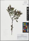 Foto von Salix glabra Scop.